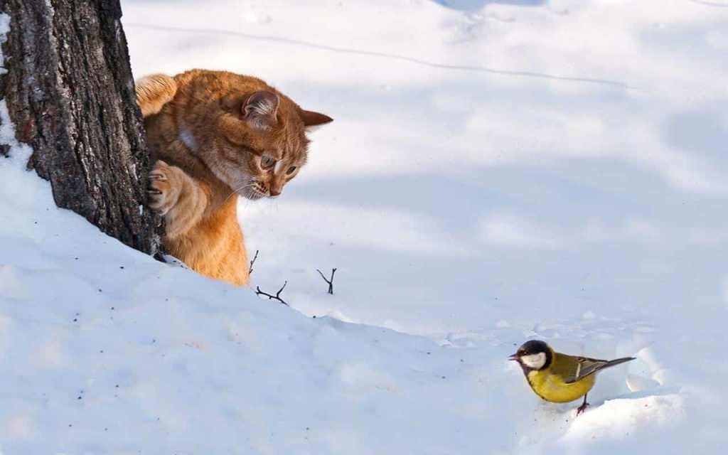 ����� ��� �� �����